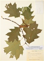 藏品(麻櫟屬)的圖片